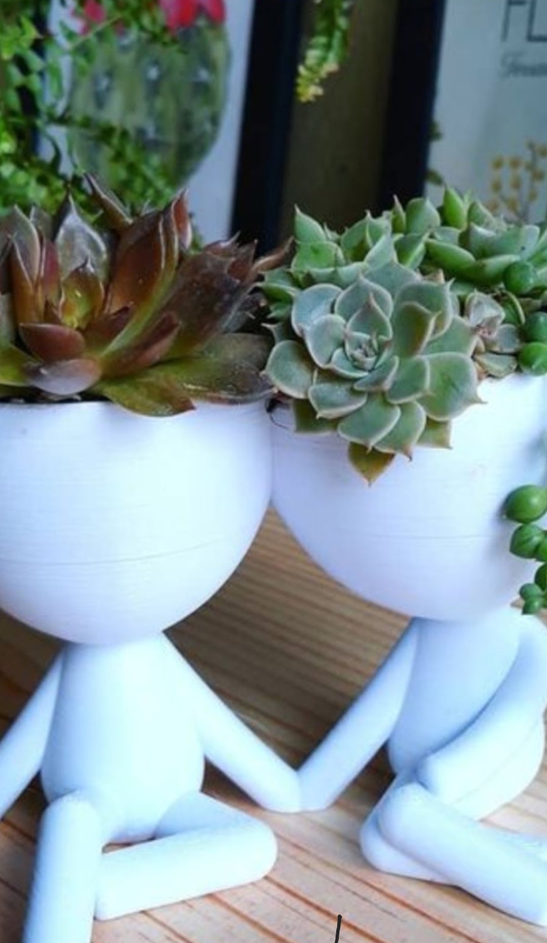 Couple for succulents plants